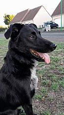 Donne border collie X labrador mâle 10 ans - Sarthe - Photo 3