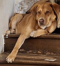 Donne Symba labrador X berger australien mâle 3 ans - Jura - Photo 2