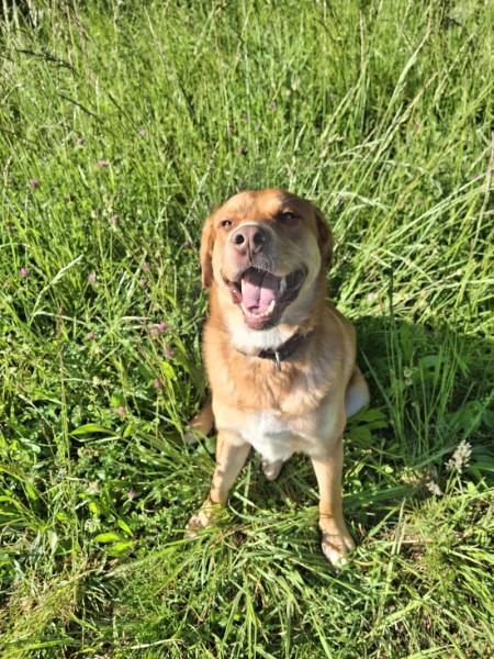 Donne Symba labrador X berger australien mâle 3 ans - Jura