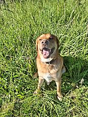 Donne Symba labrador X berger australien mâle 3 ans - Jura