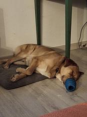 Donne Symba labrador X berger australien mâle 3 ans - Jura - Photo 3