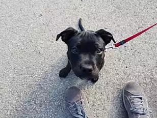 Donne staffie femelle chiot 6 mois - Seine et Marne
