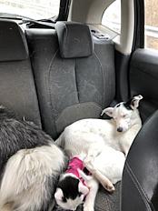 Donne fox-terrier poil lisse croisée femelle 2 ans - Drôme - Photo 4