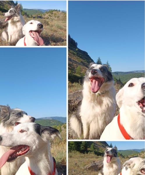 Donne fox-terrier poil lisse croisée femelle 2 ans - Drôme