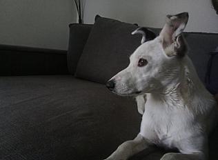 Donne fox-terrier poil lisse croisée femelle 2 ans - Drôme - Photo 5