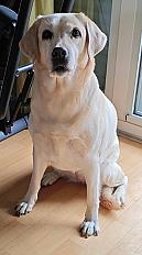 Donne labrador femelle 10 ans - Pyrénées Atlantiques