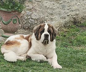 Donne Paco Saint Bernard mâle 7 ans - Eure et Loir
