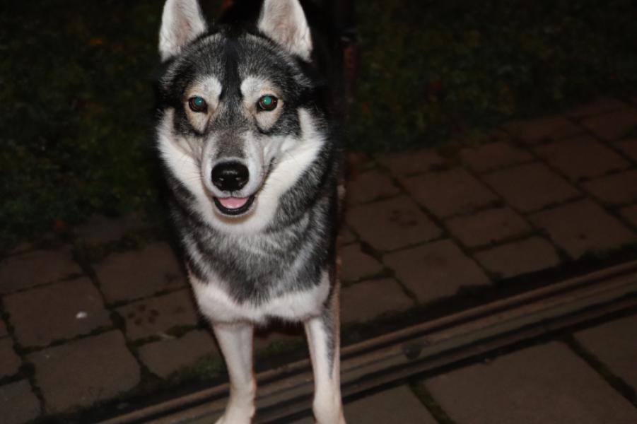 Donne husky sibérien mâle 7 ans - Bas Rhin