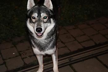 Donne husky sibérien mâle 7 ans - Bas Rhin