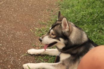 Donne husky sibérien mâle 7 ans - Bas Rhin - Photo 2