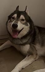 Donne husky sibérien mâle 7 ans - Bas Rhin - Photo 3