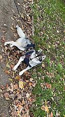 Donne husky sibérien mâle 7 ans - Bas Rhin - Photo 4