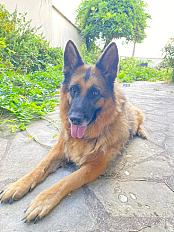 Donne berger allemand femelle 6 ans - Yvelines