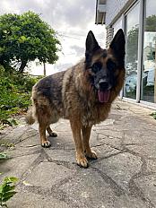 Donne berger allemand femelle 6 ans - Yvelines - Photo 2