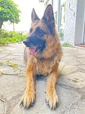 Donne berger allemand femelle 6 ans - Yvelines - Photo 3