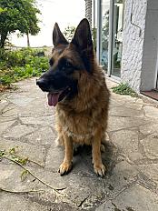 Donne berger allemand femelle 6 ans - Yvelines - Photo 4