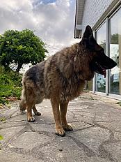 Donne berger allemand femelle 6 ans - Yvelines - Photo 5