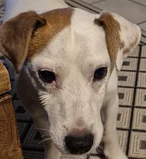 Donne Flavius jack russel mâle 9 ans - Haute Garonne
