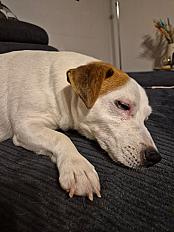 Donne Flavius jack russel mâle 9 ans - Haute Garonne - Photo 3