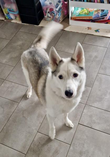 Donne Piama type husky femelle 6 ans - Moselle
