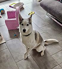 Donne Piama type husky femelle 6 ans - Moselle - Photo 2