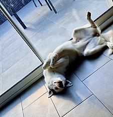 Donne Piama type husky femelle 6 ans - Moselle - Photo 3
