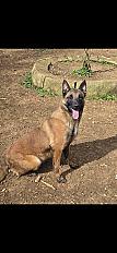 Donne berger malinois LOF femelle 3 ans - Lot