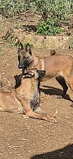 Donne berger malinois LOF femelle 3 ans - Lot - Photo 2