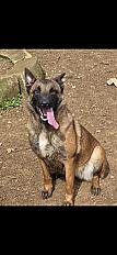 Donne berger malinois LOF femelle 3 ans - Lot - Photo 3