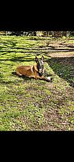 Donne berger malinois LOF mâle 3 ans - Lot - Photo 2