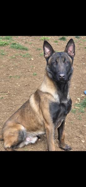 Donne berger malinois LOF mâle 3 ans - Lot