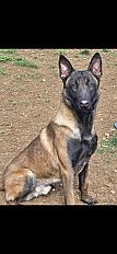 Donne berger malinois LOF mâle 3 ans - Lot