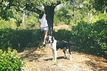 Donne Snoop pointer anglais mâle 5 ans - Gironde - Photo 2