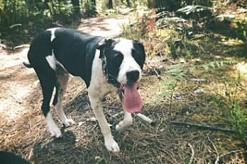 Donne Snoop pointer anglais mâle 5 ans - Gironde - Photo 3