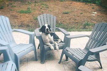Donne Snoop pointer anglais mâle 5 ans - Gironde - Photo 4