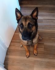 Donne Senku berger malinois X berger allemand castré mâle 2 ans - Haute Savoie - Photo 2