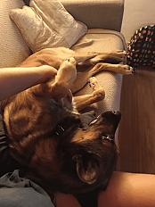 Donne Senku berger malinois X berger allemand castré mâle 2 ans - Haute Savoie - Photo 3