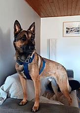 Donne Senku berger malinois X berger allemand castré mâle 2 ans - Haute Savoie