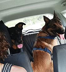 Donne Senku berger malinois X berger allemand castré mâle 2 ans - Haute Savoie - Photo 4