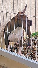 Donne american bully femelle 3 ans - Mayenne - Photo 2