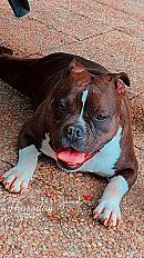Donne american bully femelle 3 ans - Mayenne - Photo 3