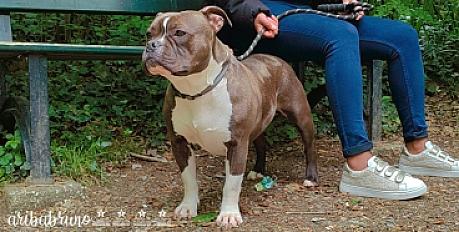 Donne american bully femelle 3 ans - Mayenne