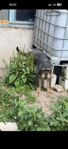 Donne griffon nivernais chasse tout gibier mâle 4 ans - Loire