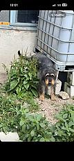 Donne griffon nivernais chasse tout gibier mâle 4 ans - Loire