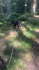 Donne griffon nivernais chasse tout gibier mâle 4 ans - Loire - Photo 2