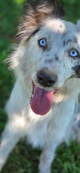 Donne Aria border collie femelle 14 mois - Sarthe