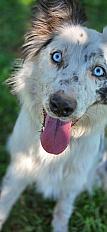 Donne Aria border collie femelle 14 mois - Sarthe