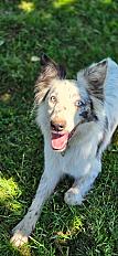 Donne Aria border collie femelle 14 mois - Sarthe - Photo 2