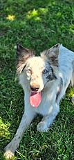 Donne Aria border collie femelle 14 mois - Sarthe - Photo 3