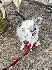 Donne Aria border collie femelle 14 mois - Sarthe - Photo 4